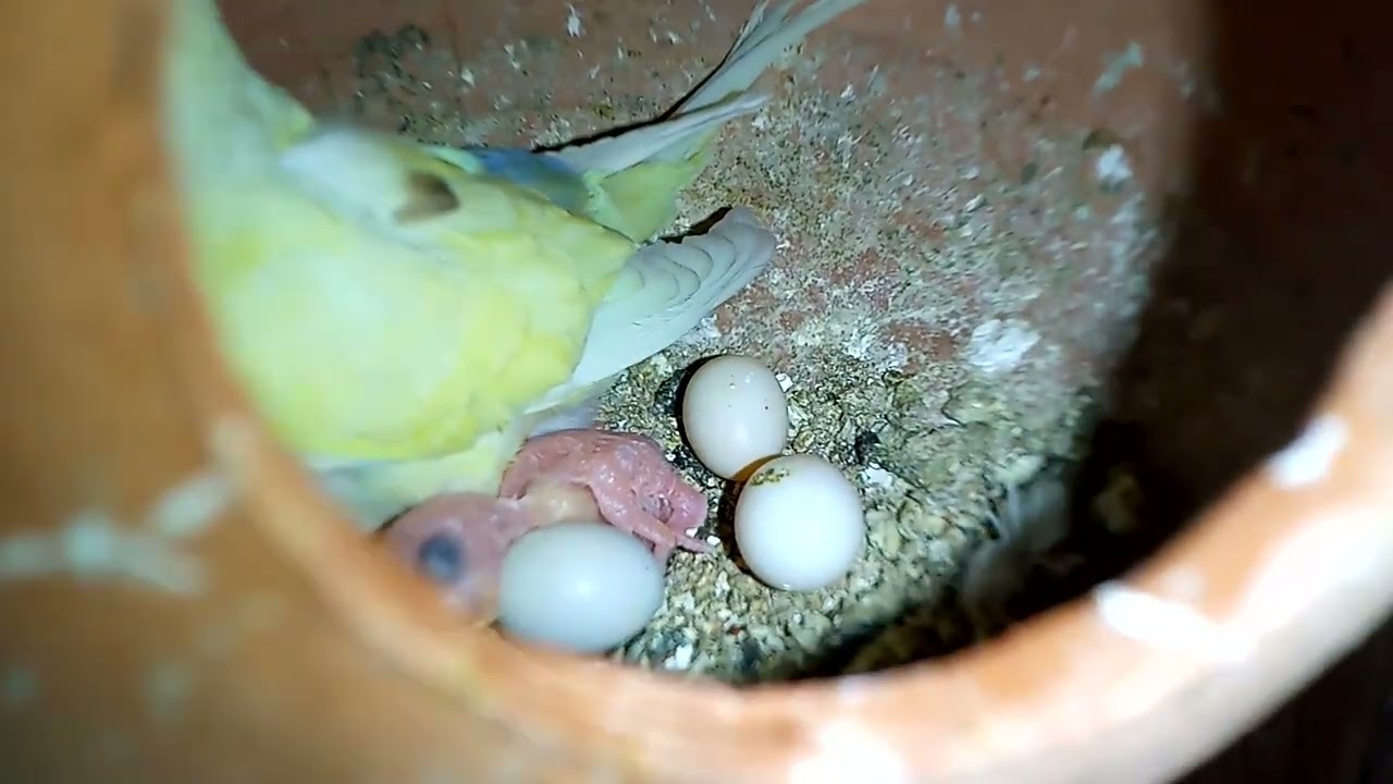 Budgies 2nd clutch.... #foryou #budgies #budgieschicks #trending..