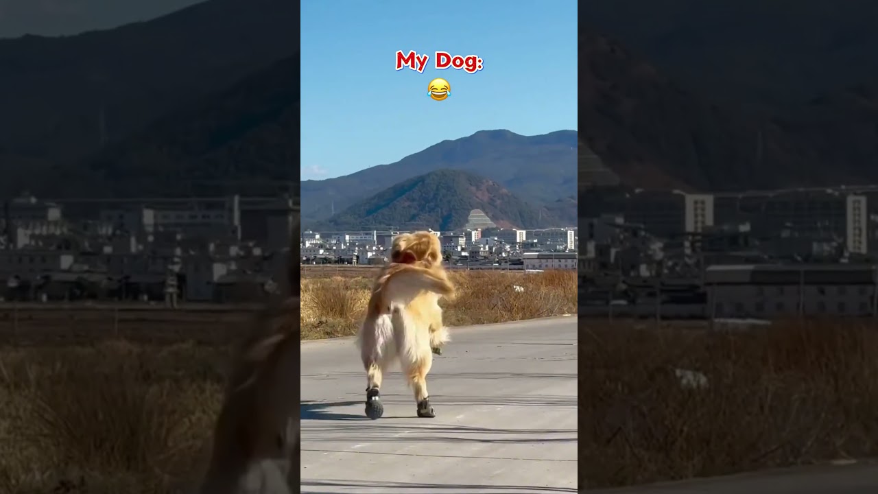 My Friends Dog vs My Dog 🐶🐾 #dog #funny #pets #doglover #shorts