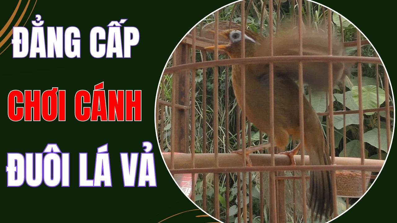 HM 5744 - Chim họa mi thuần, đẳng cấp, chơi cánh, đuôi lá vả, hót như máy ( giá 6tr8 ) Hoạt Họa Mi