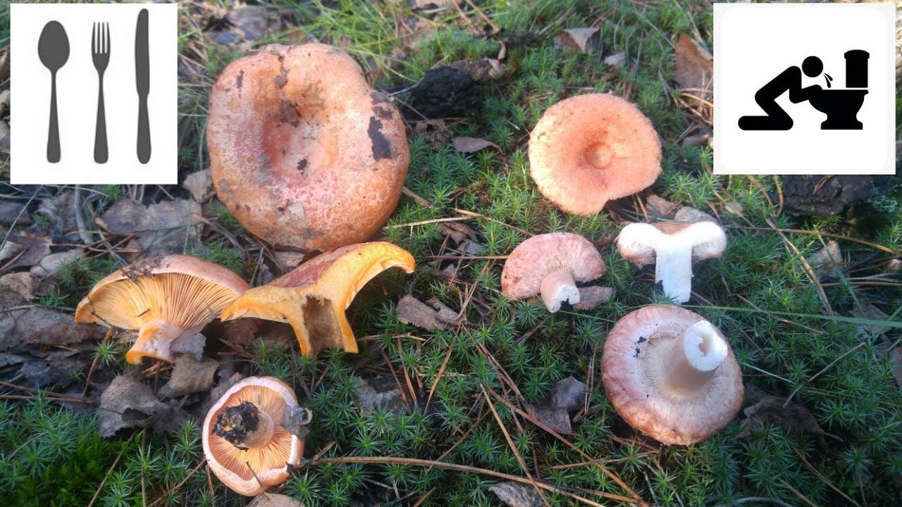 Porównanie - Mleczaj rydz, rydz (Lactarius deliciosus) vs Mleczaj wełnianka (Lactarius torminosus)