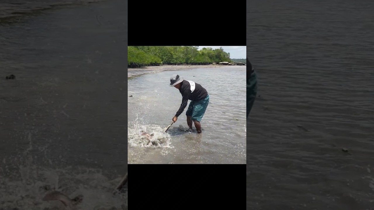 mangrove jack #fishing #mancing