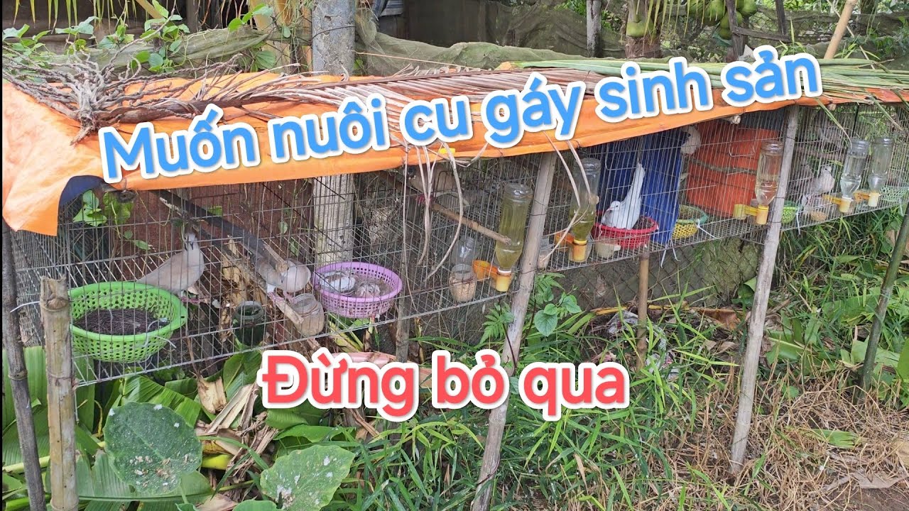 Cách ghép chim cu gáy sinh sản hiệu quả. Khắc phục chim bỏ ấp.