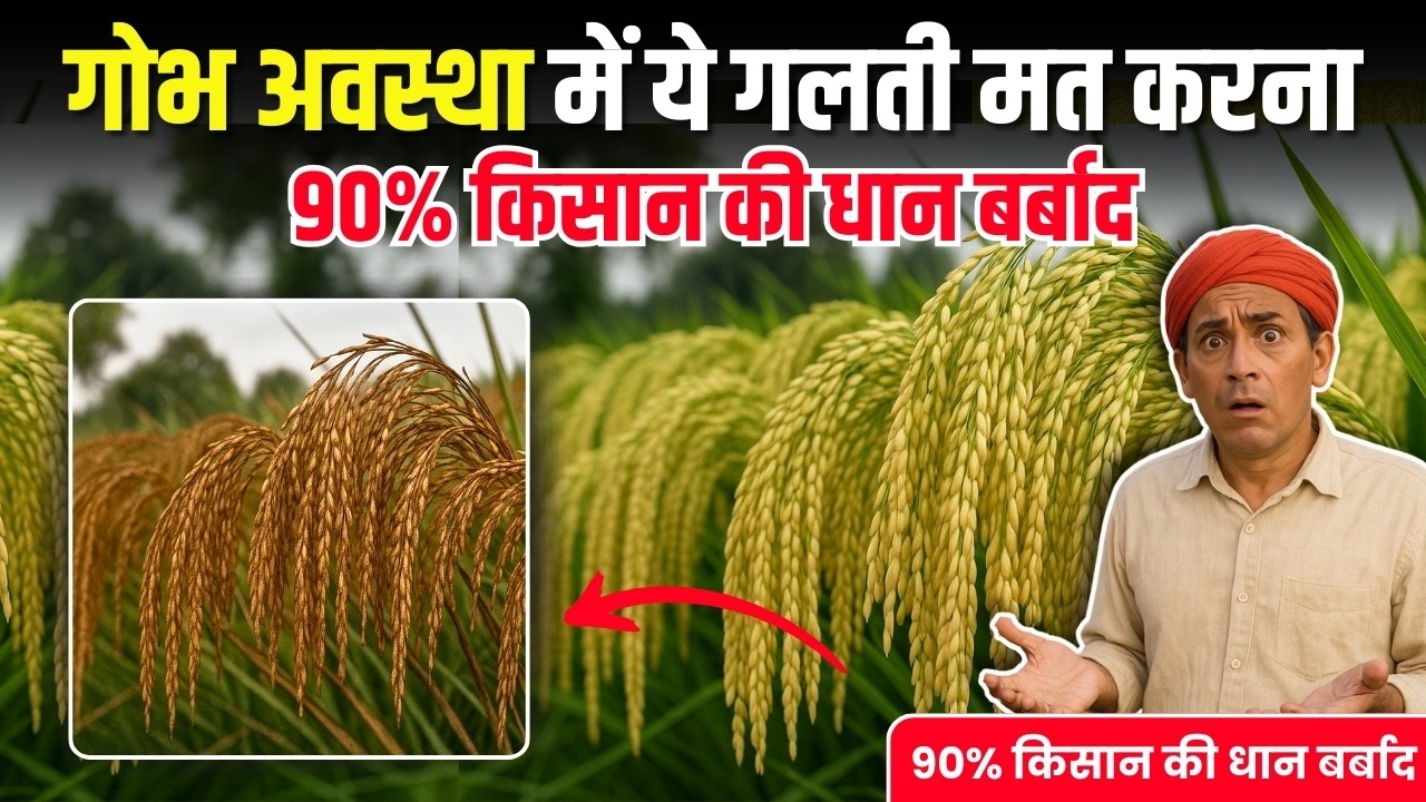 धान में ज्यादा बालियाँ पाने के लिए 5 गलतियाँ न करें | Dhan me bali nikalte samay kya dale | Dhan