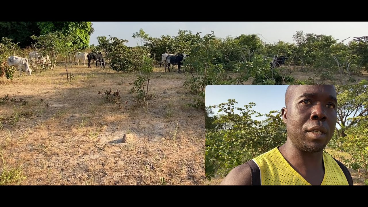 Comment j’ai fait une ferme intégrée au BURKINA FASO, Projet en cour (DEMY FARM tour 2e Partie)