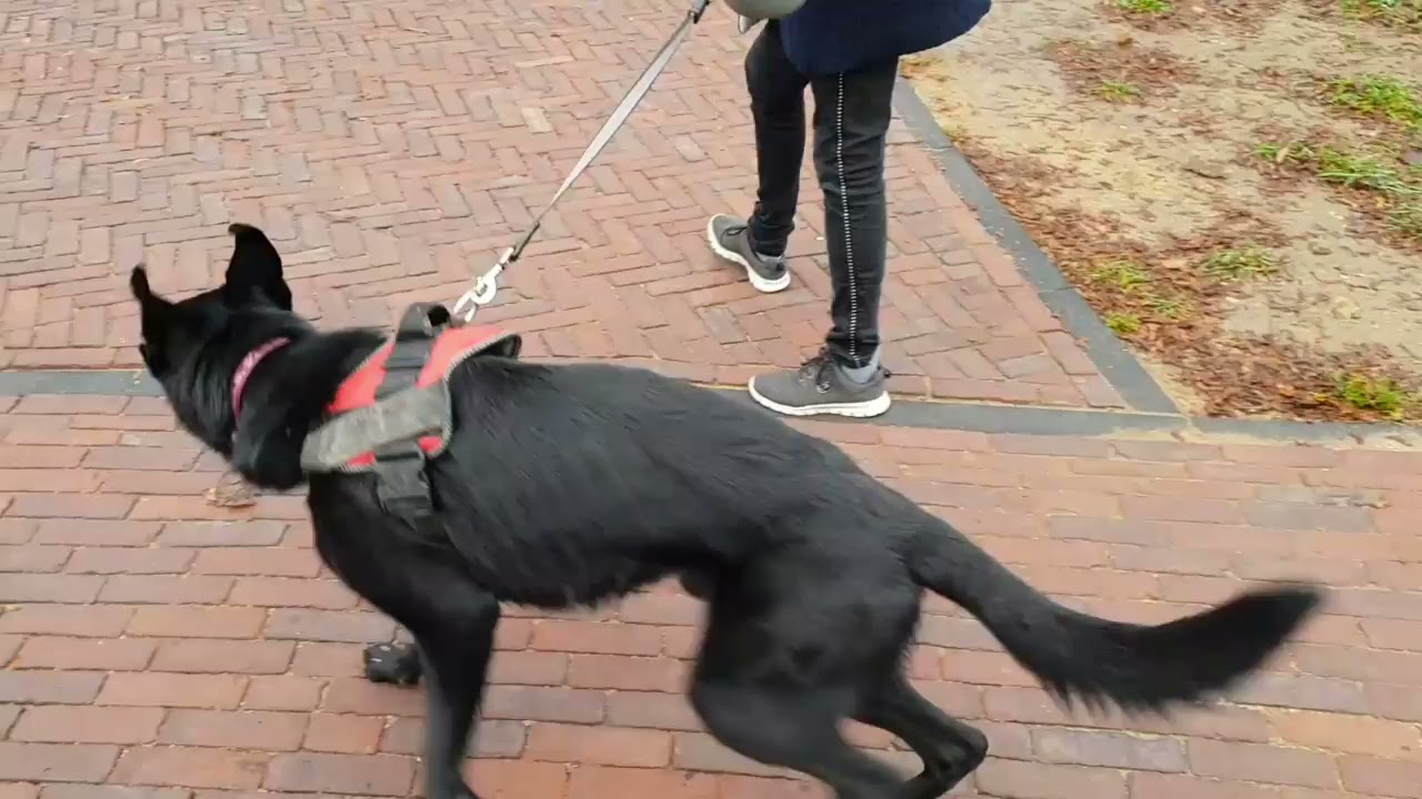 Hond Kody blaft en trekt aan de riem tijdens het wandelen