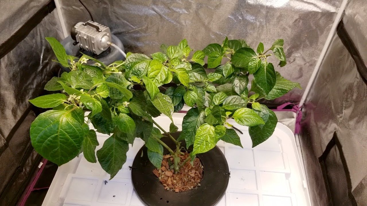 How to hydroponic - 27 Gallon Deep Water Culture DWC pepper plant upgrade