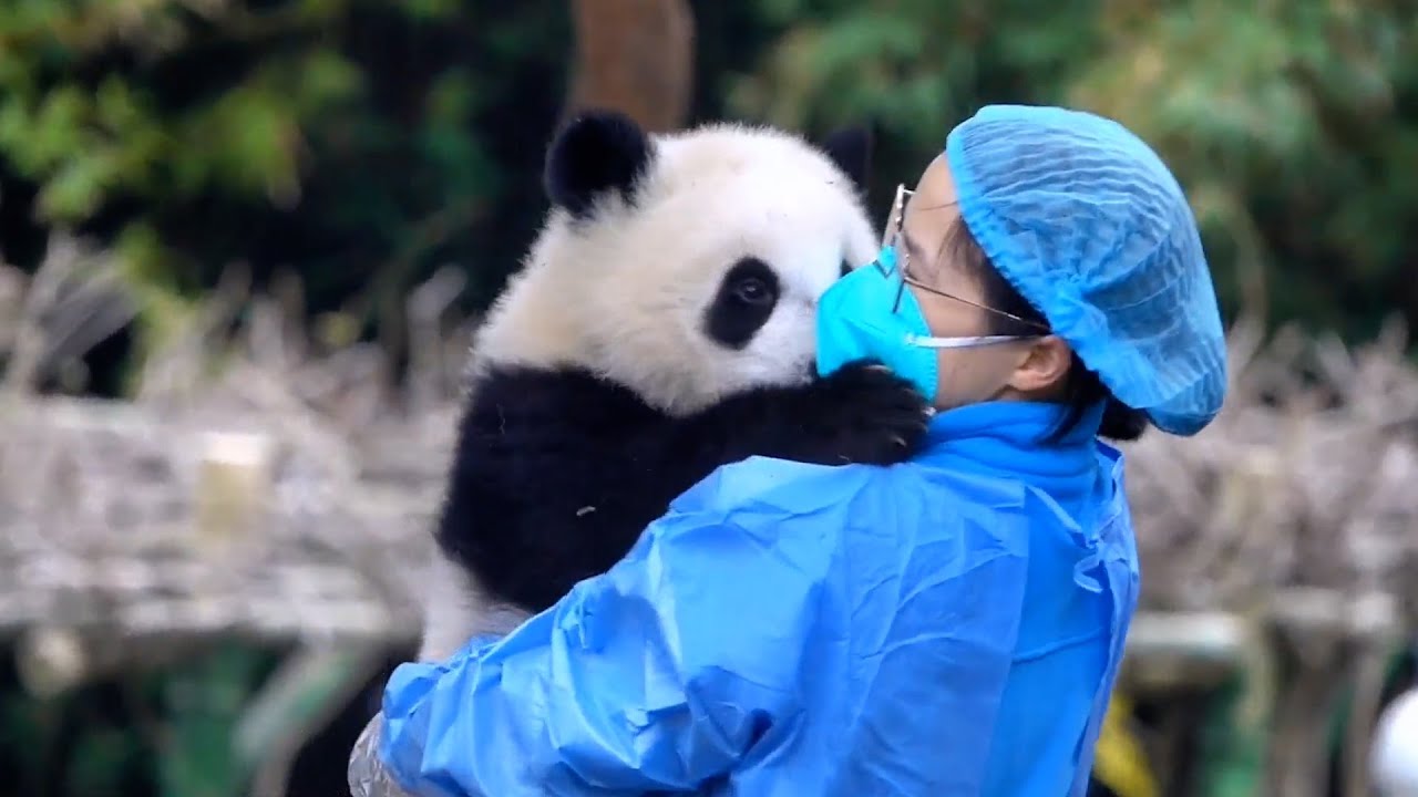 Chengdu Panda Tour