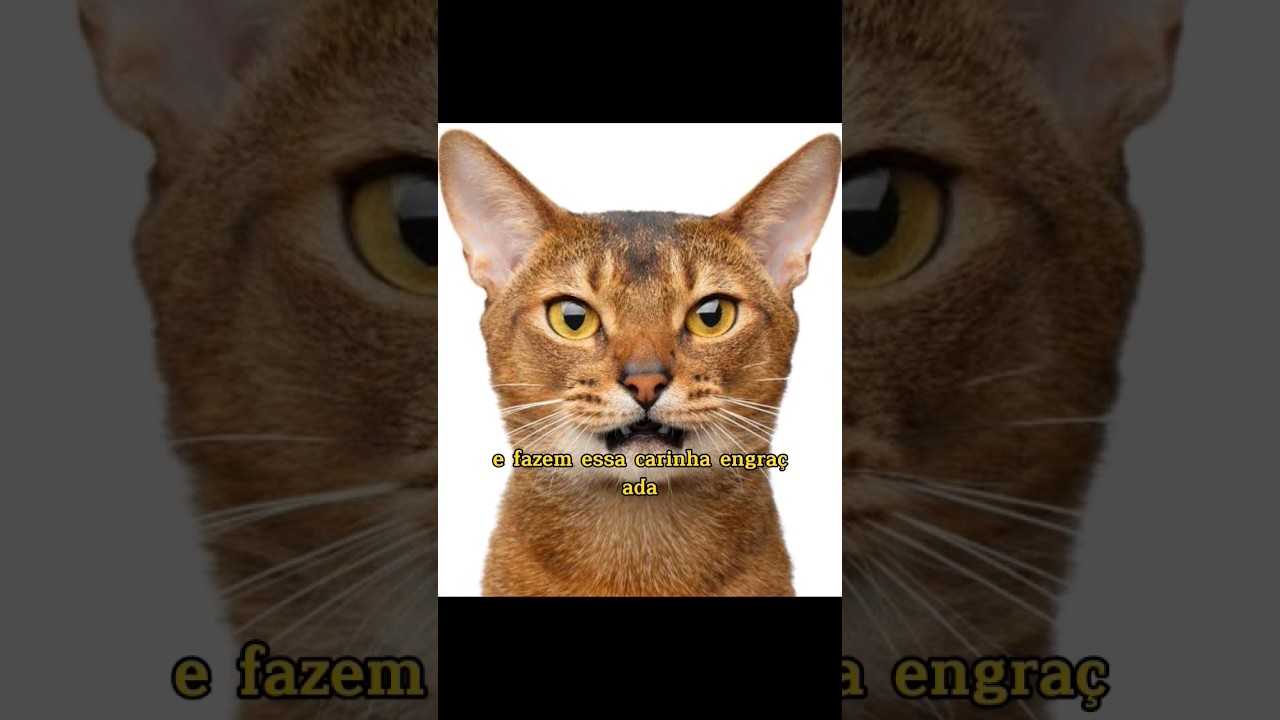 O OLFATO DOS GATOS