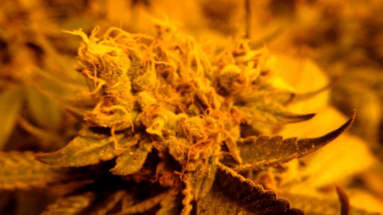 MR. NICE GUY WK8 FLOWERING!