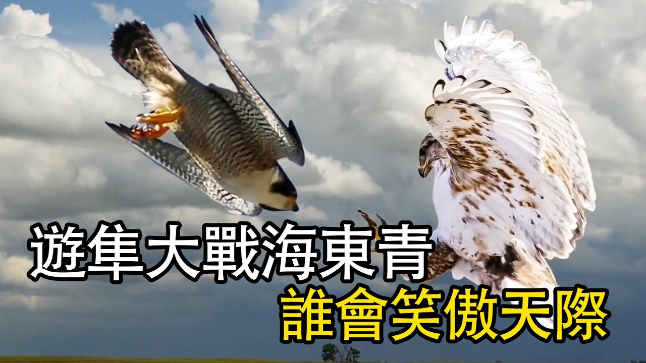 遊隼大戰海東青，單挑金雕，誰會笑傲天際？| 猛獸世界 #nature #wildlife #animal #wildanimals #animals   #動物