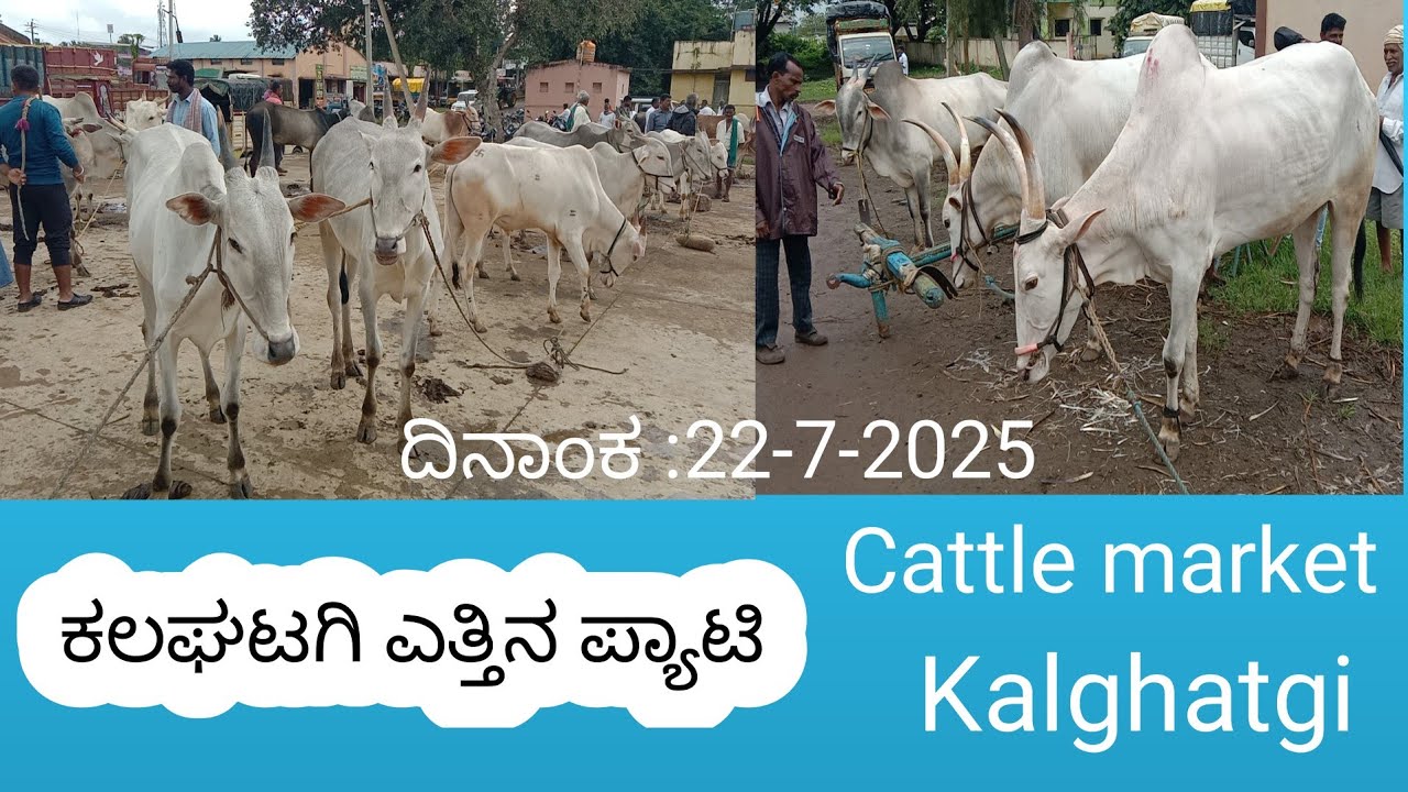 ಕಲಘಟಗಿ ಎತ್ತಿನ ಪ್ಯಾಟಿ  Cattle market Kalghatgi Oxen Bulls market Kalghatgi  22-7-2025