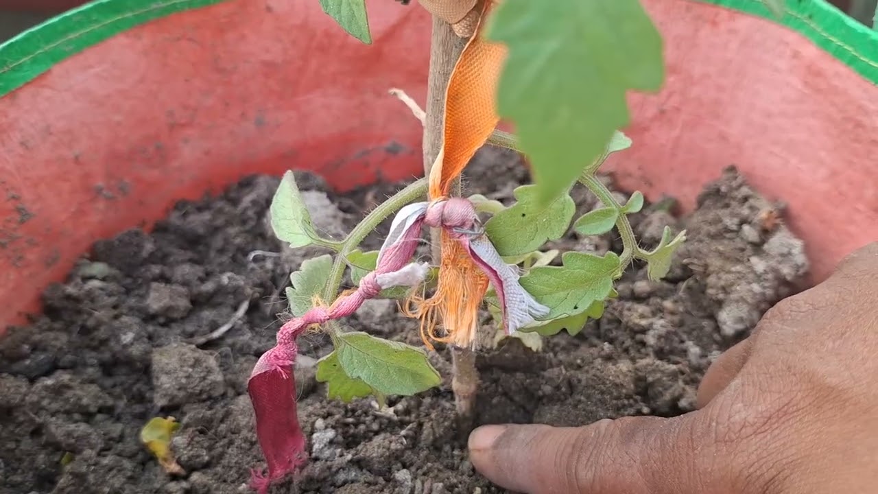 Small Tomato plant started flowering part 2 #nature #naturelovers #terracegarden