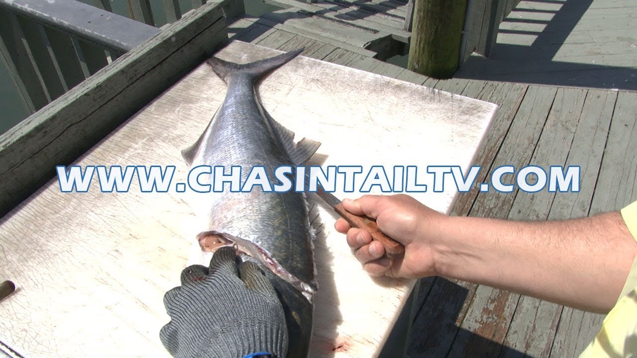 How to Fillet a Bluefish | Chasin' Tail TV