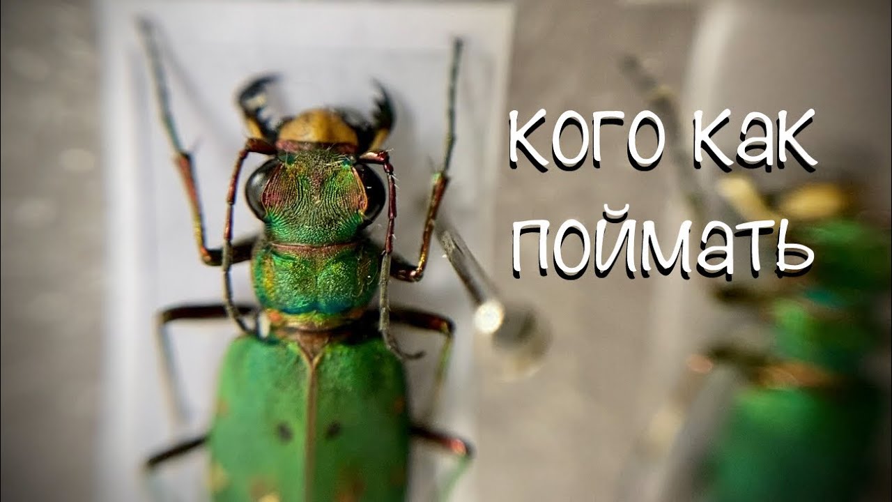 Обзор моей коллекции, и как её собрать