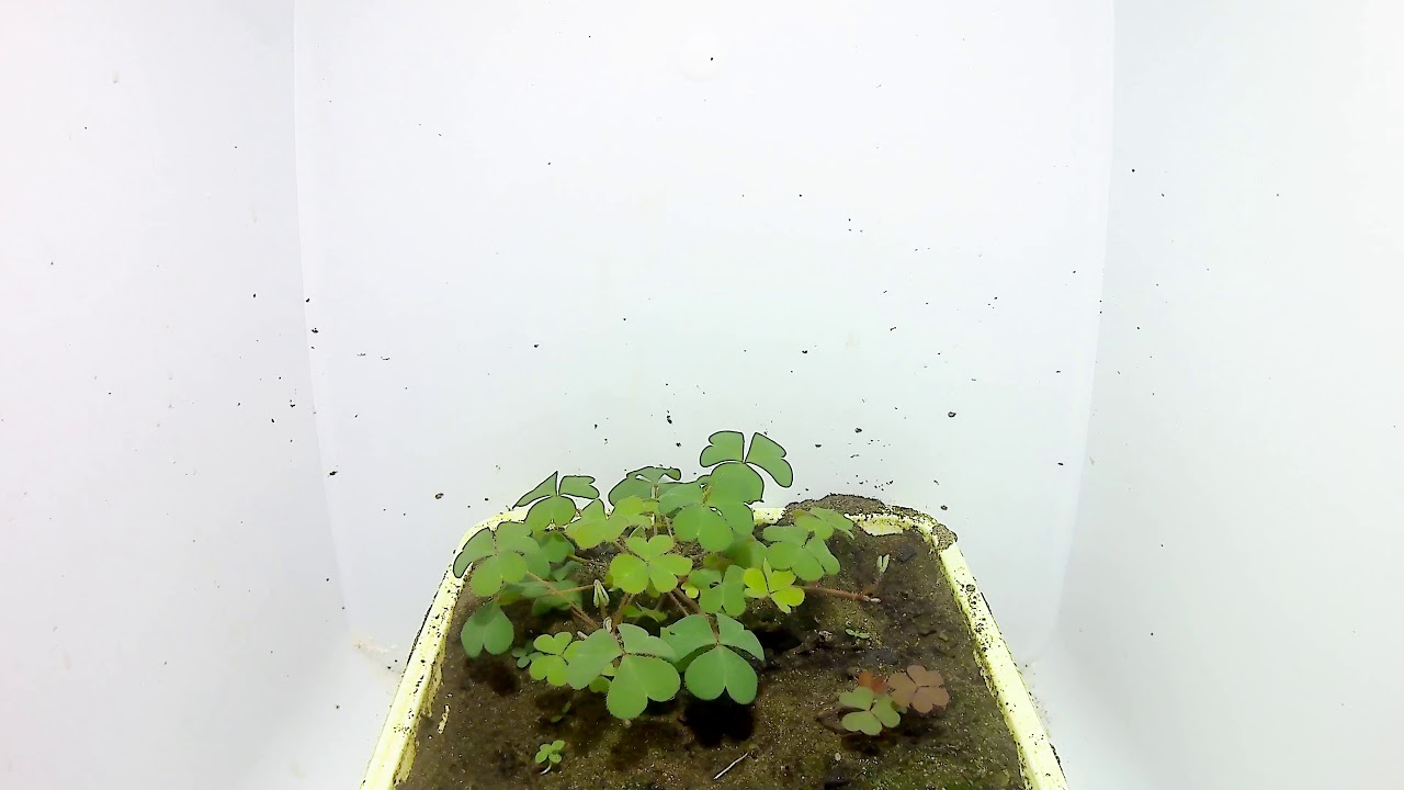 【カタバミの一生】小さなカタバミの花が咲いて実が出来るまで
