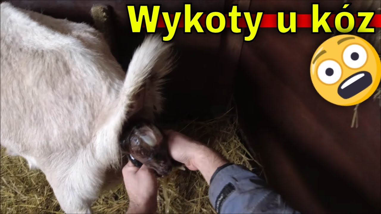 Pierwsze wykoty kóz! Odbieram poród.