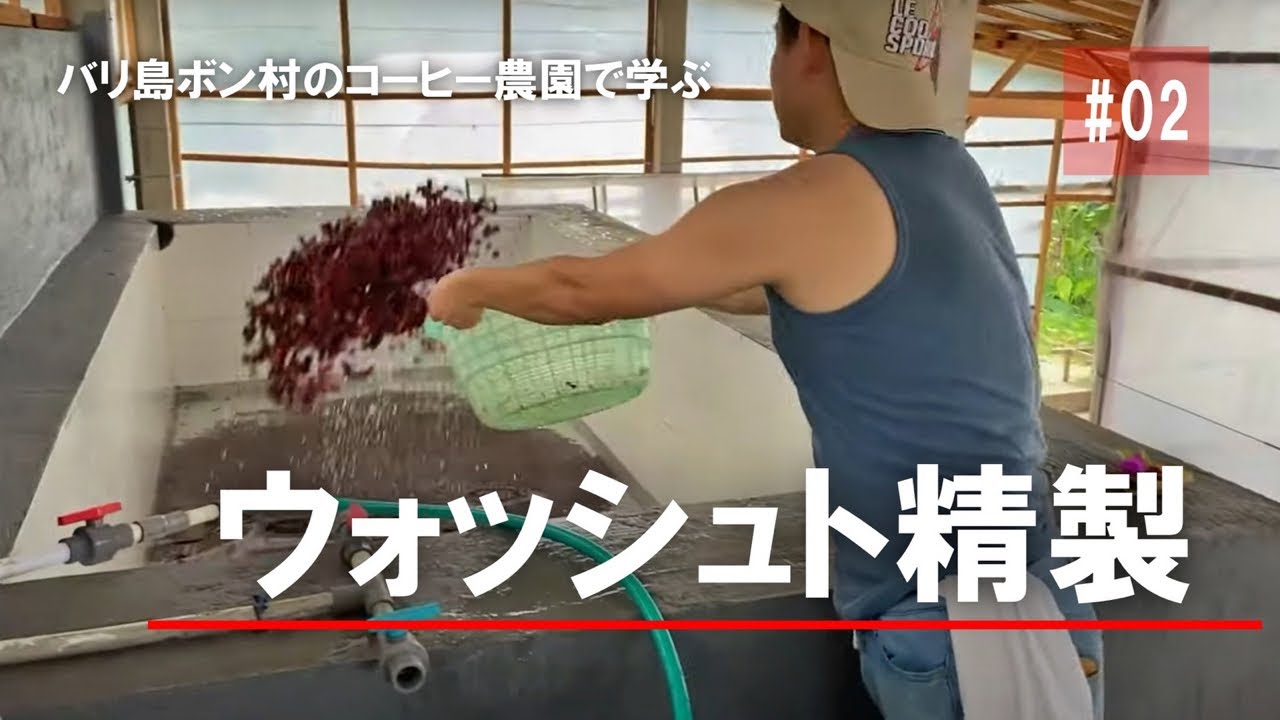 【水洗式解体新書】コーヒーのウォッシュトプロセス手伝ってみた【動画で見るコーヒーの作り方#2】【焙煎士のバリ島農園探訪】/How to do the washed process of coffee