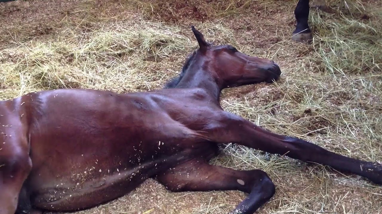 La buona gestione di scuderia 1 - Il box