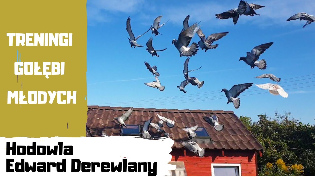 Treningi gołębi młodych | Hodowla Edward Derewlany