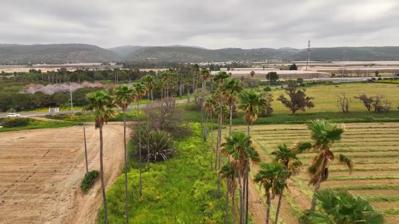 palm trees boulevard