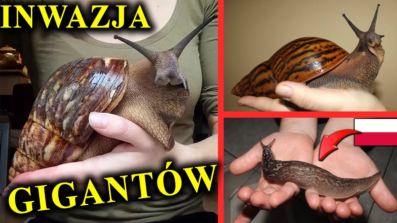Największe Ślimaki Polski i Świata - Inwazja Gigantów
