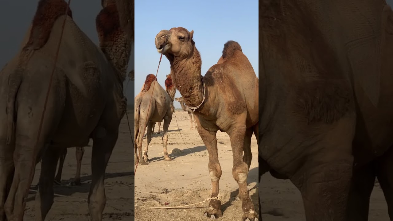 Heavyweight Camel #animalslover #cow #bull #cattle #camel