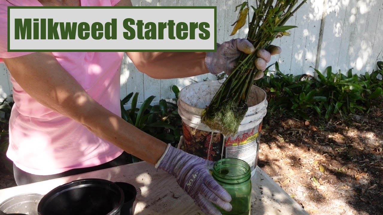 Is Starting Milkweed from Cuttings Really EASIER than from Seeds?