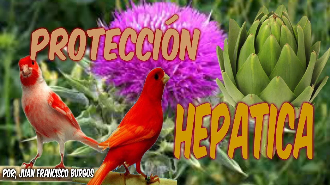 PROTECCIÓN HEPÁTICA PARA AVES (HD)