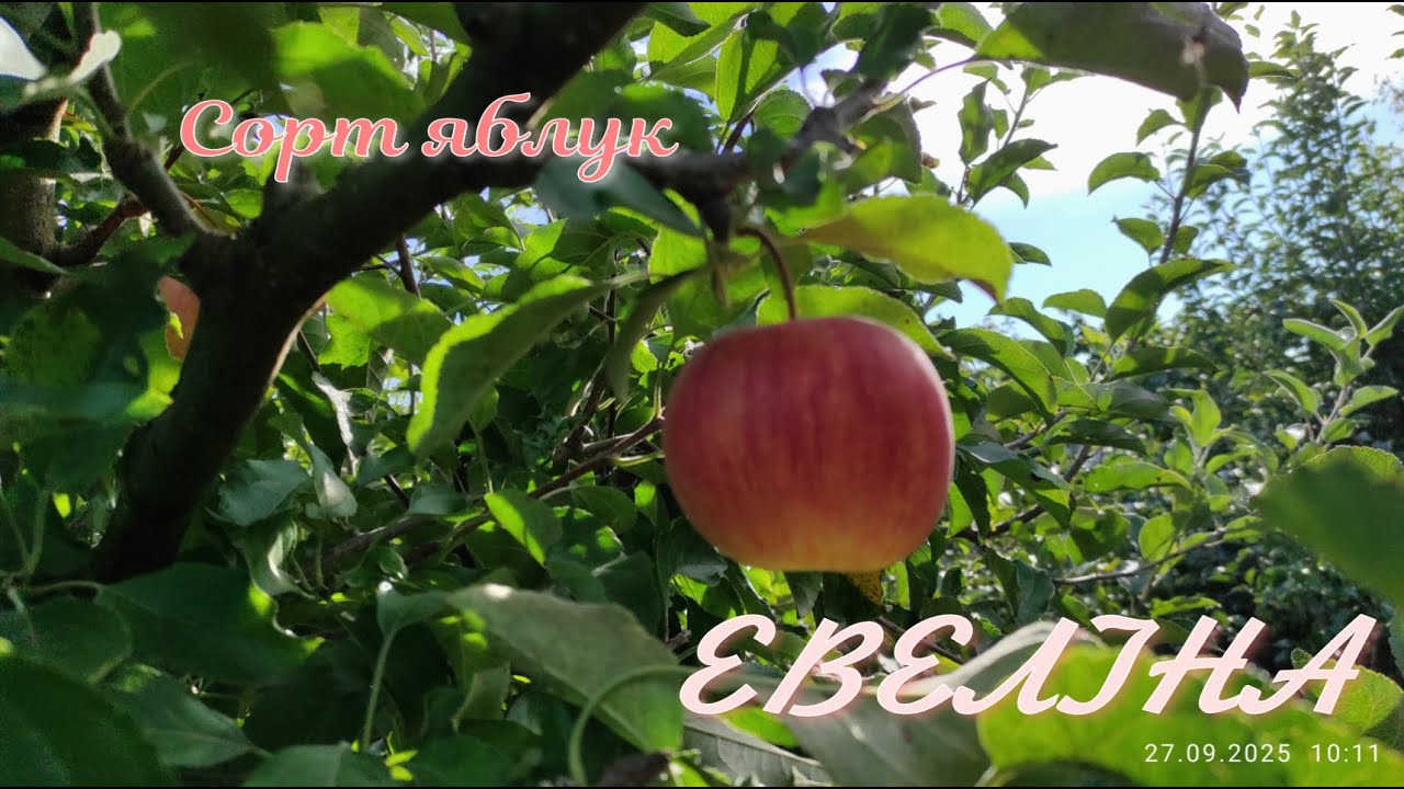 Сорт яблук 