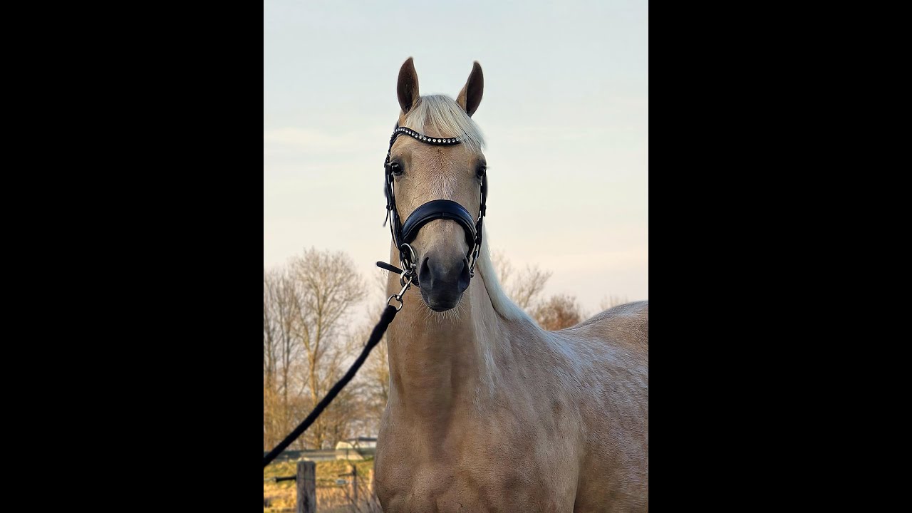 Infinity Faith JC (Mowgli VOD x Le Matsjo)