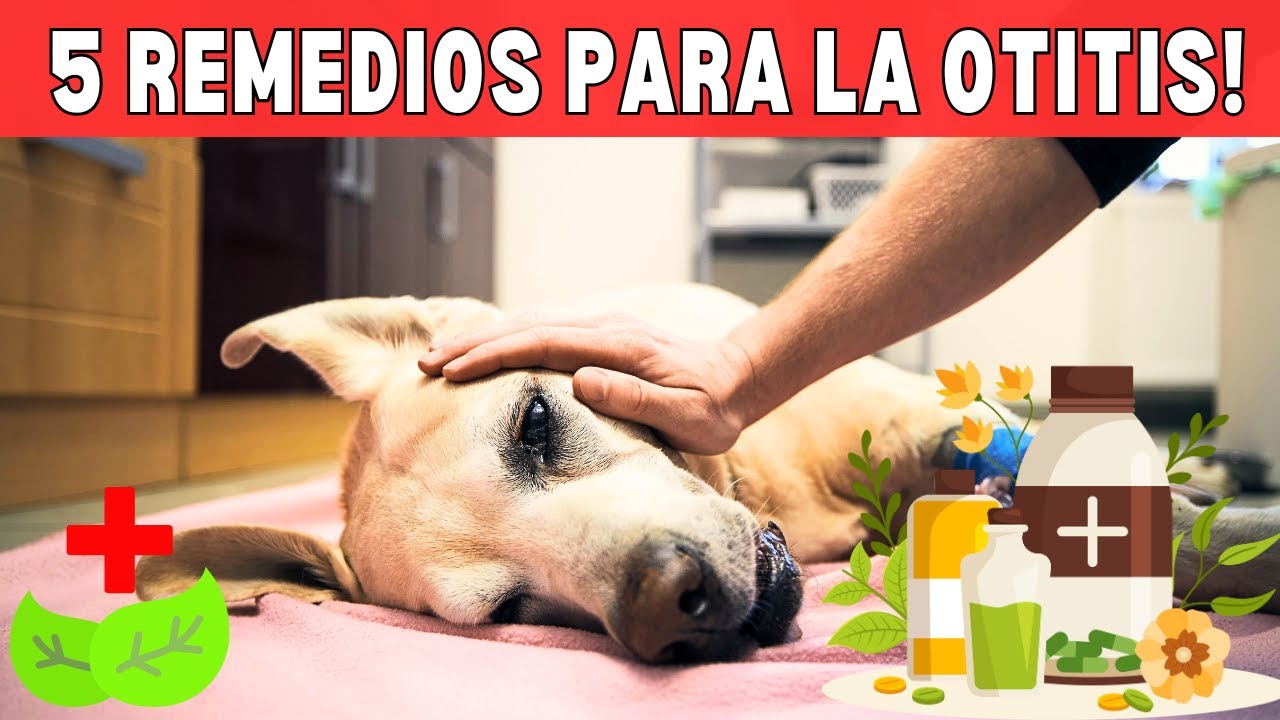 👂¡Adiós a la Otitis! 5 REMEDIOS Caseros que FUNCIONAN en 1 día! ✨
