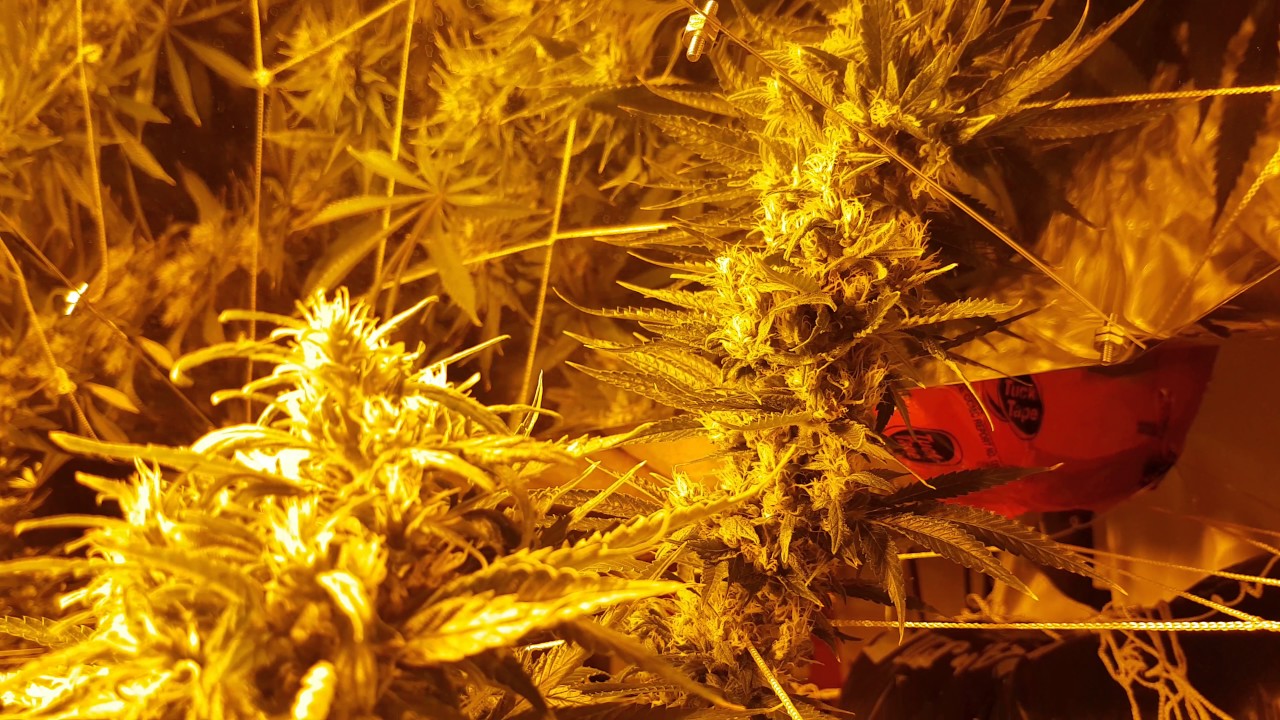 Foxtailing Cannabis. Too close to lights