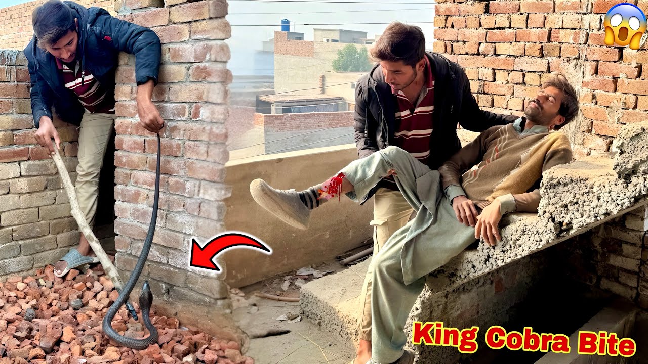 Mazdoor Par King Cobra Snake Ny Dhava Bol Diya