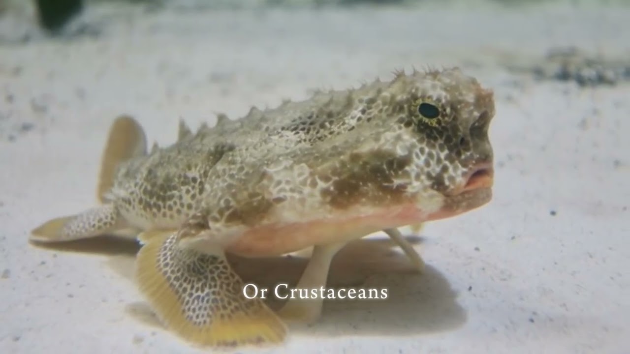 The Polka Dot Batfish (Ogcocephalus Cubifrons)