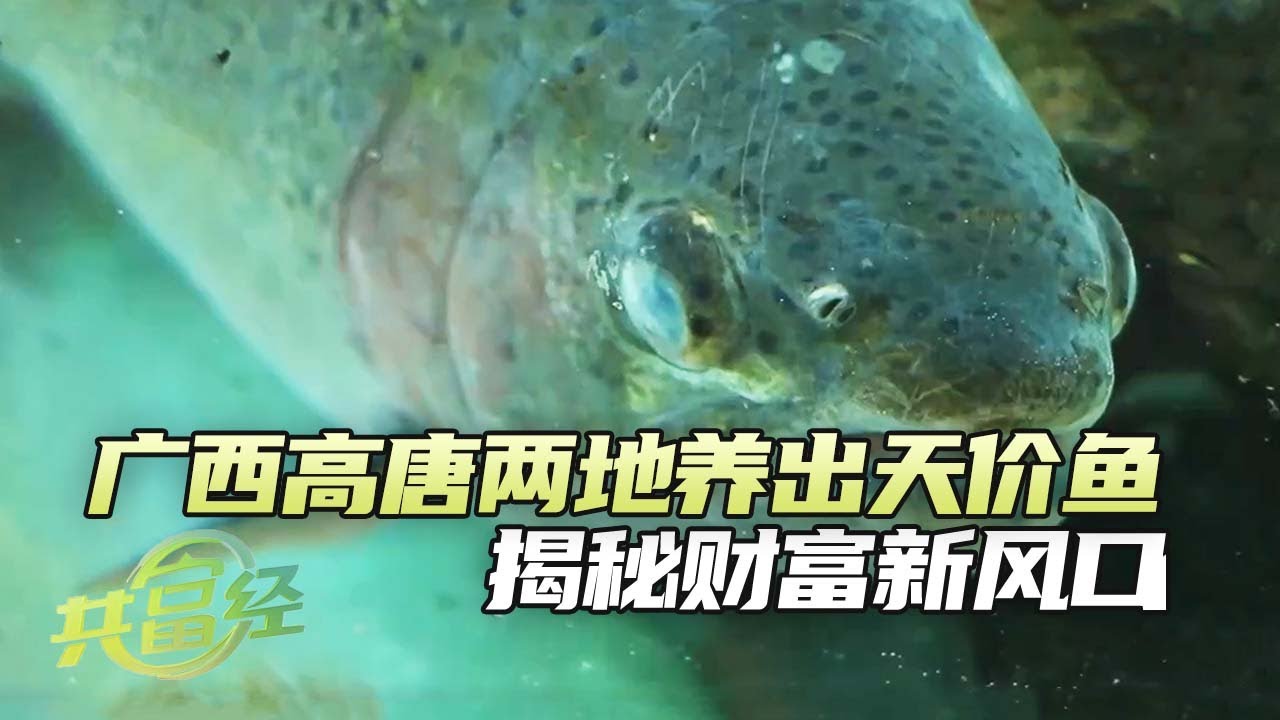 惊！水塘暗藏“财富密码”，一斤鱼卖60元，一条鱼值几十万！看养鱼人如何打破常规，水塘掘金共富路《共富经》20250715 | 农业致富经 Agriculture And Farming
