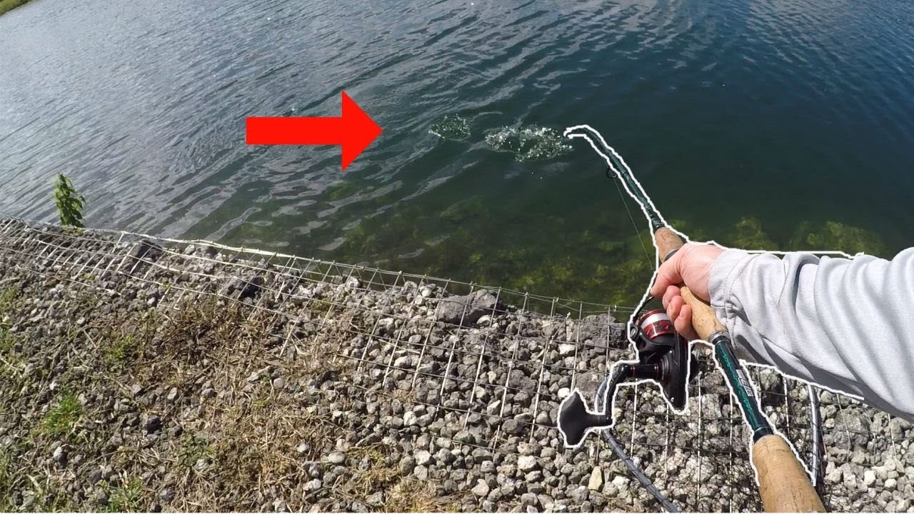 Carp Fishing for CANAL MONSTERS! (Miami, FL)