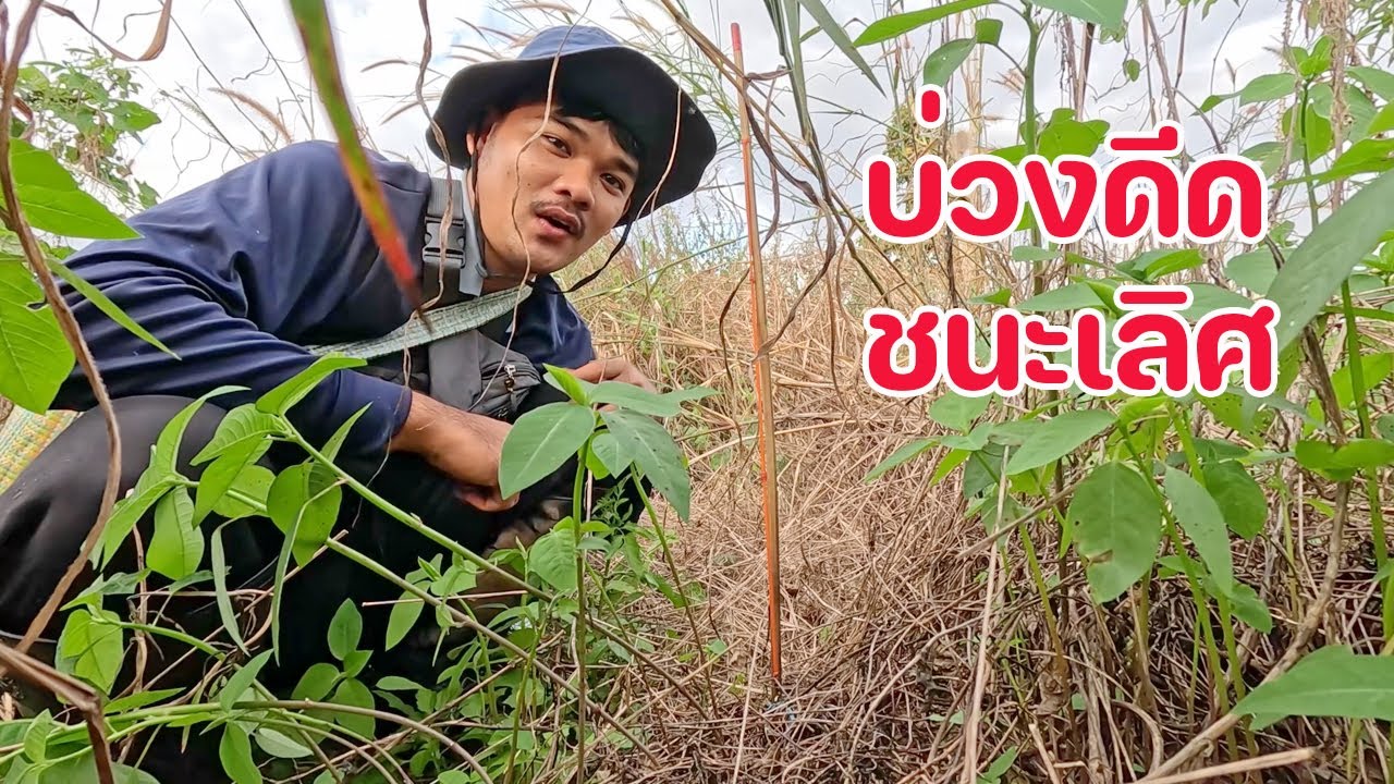 บ่วงดีดชนะเลิศ กับผลงานดักหนูภูเขา ที่ชัยภูมิ กับเหล็กสู้ไม่ได้เลย
