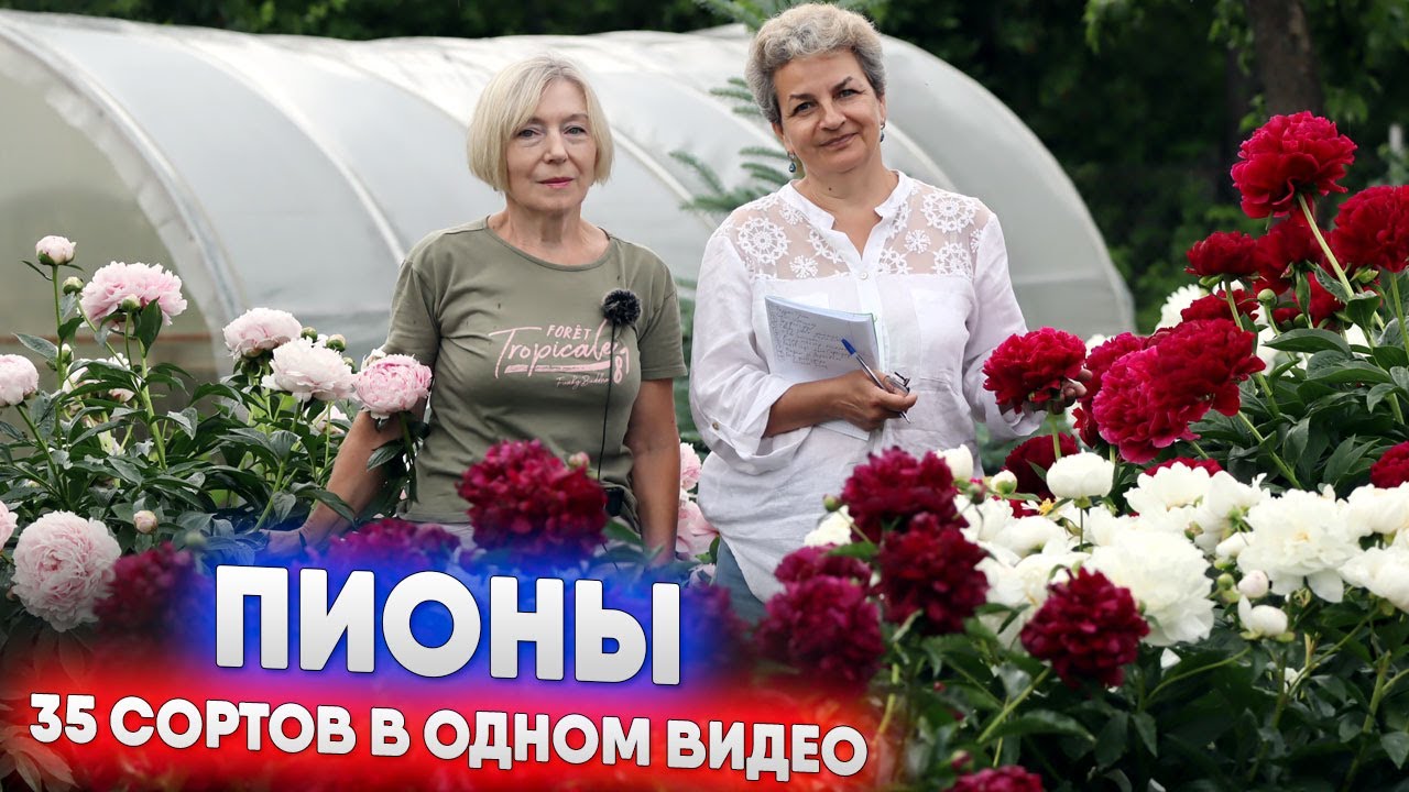 ПИОНЫ - 35 сортов в одном видео