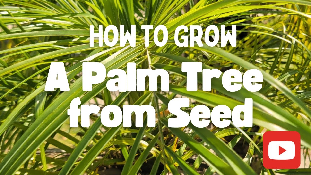 5 Steps for How to Grow Palm Trees from Seed