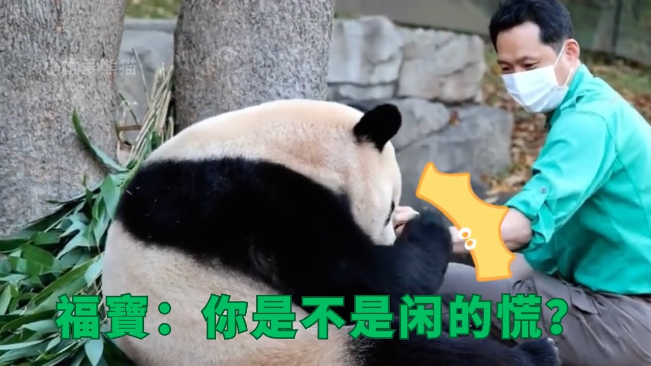 福寶：宋三歲你是不是閑得慌？  |大熊猫福宝 판다푸바오 #animals #panda