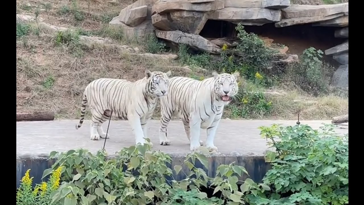 Tigers Meows Compilation #2.
