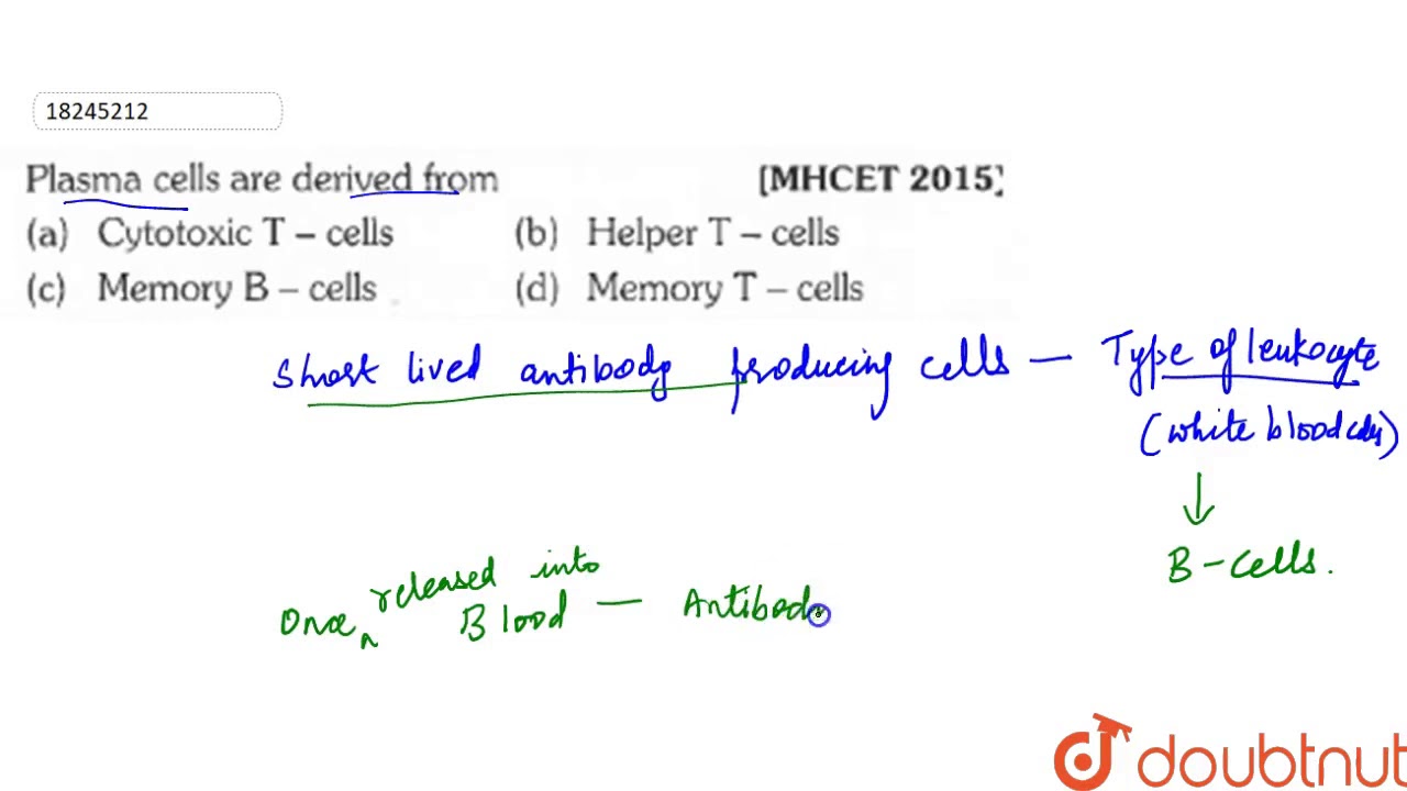 Plasma cells are derived from