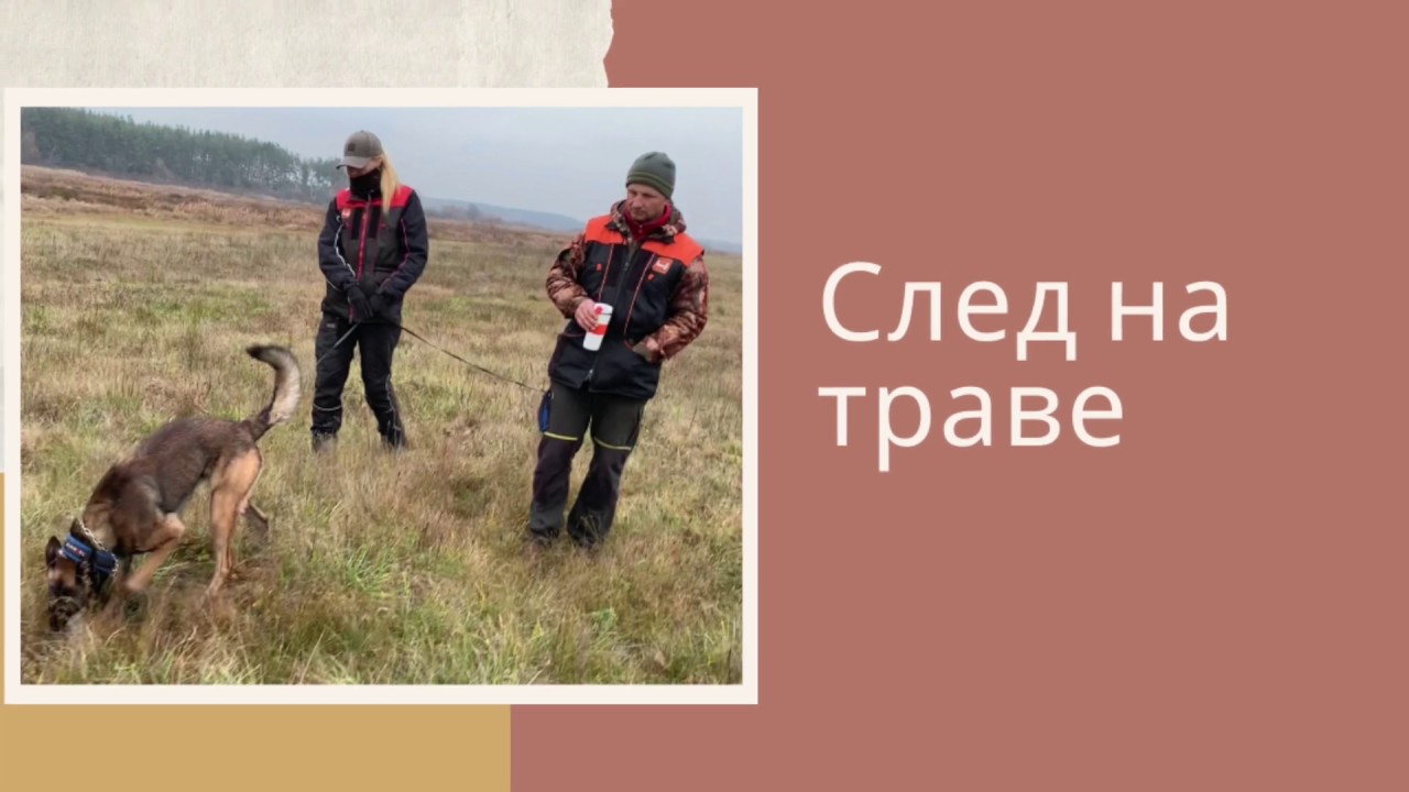 След на траве. Спортивная дрессировка собак. IGP training.