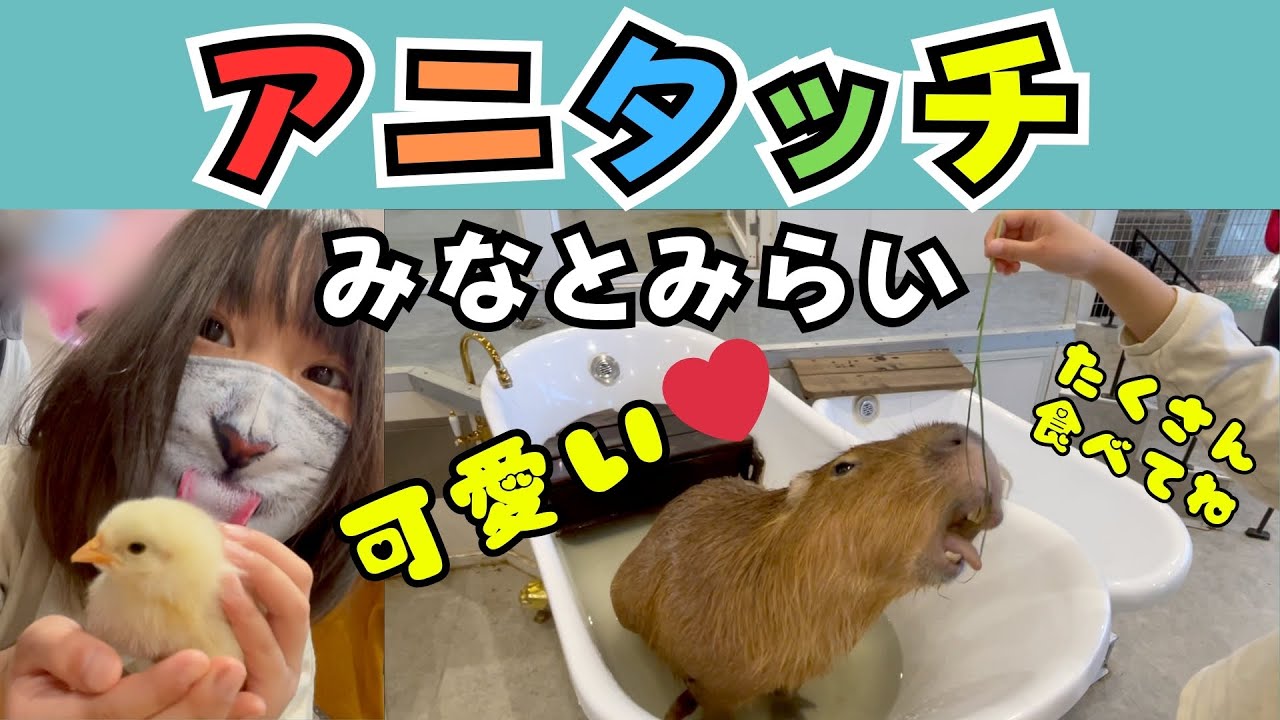 アニタッチみなとみらい店で動物たちとふれあい癒されました💕たくさんえさも食べてくれて手にも乗ってくれました🥰