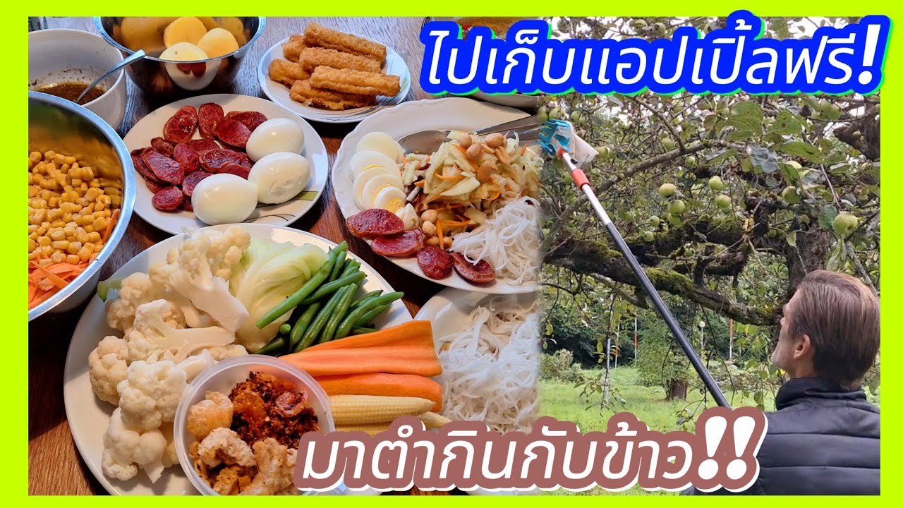 พ่อพาไปเก็บแอปเปิ้ลฟรีไปตำกิน😋