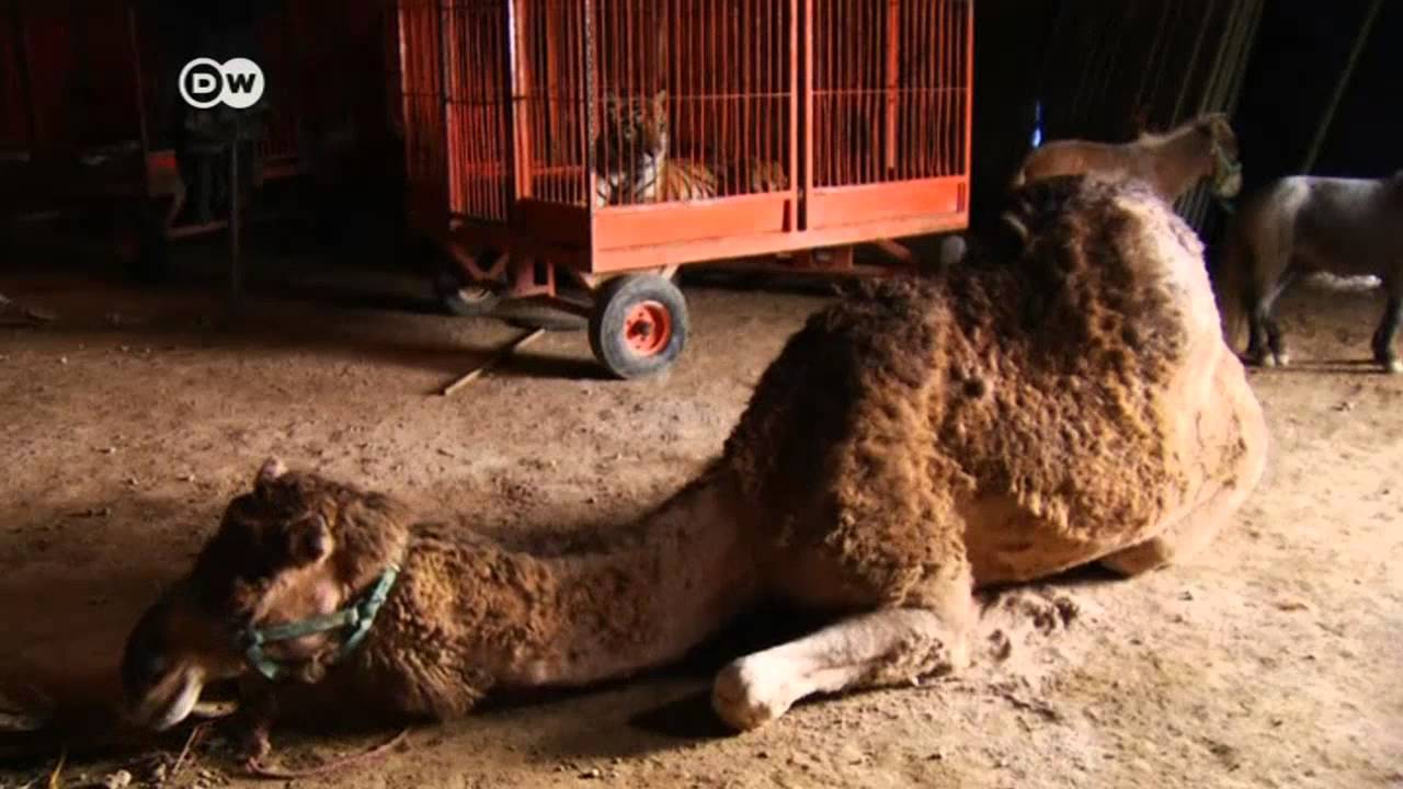 Circos sin animales en México