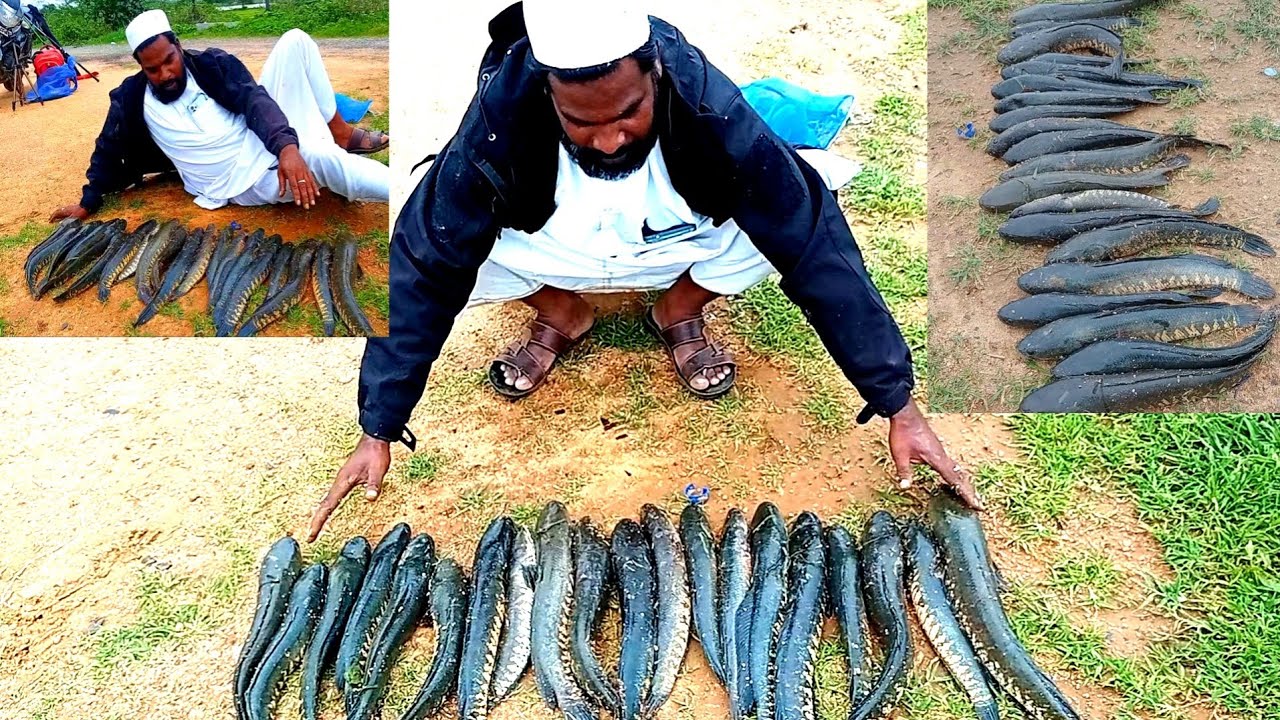 Murral Fishing Technique | 3 Hook fishing Technique | Murral fish catching | Fishing