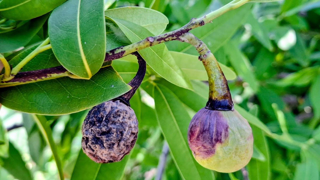 Калифорнийский лавр (Umbellularia californica) — дегустация крошечных диких авокадо в Испании.