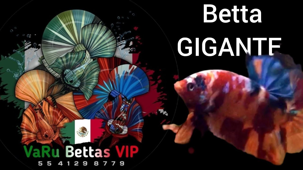 Reto: Criando un Betta HMPK GIGANTE bettaclubargentina