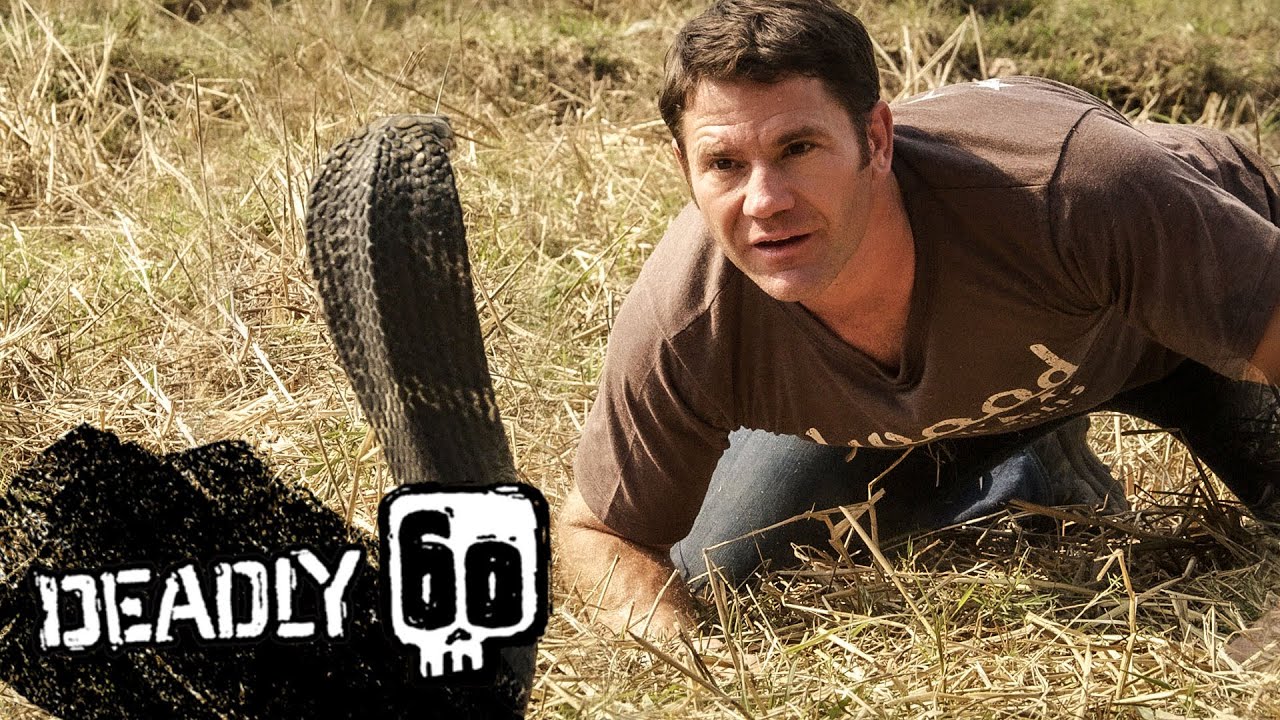 Awesome King Cobra | Deadly 60 | BBC Earth Kids
